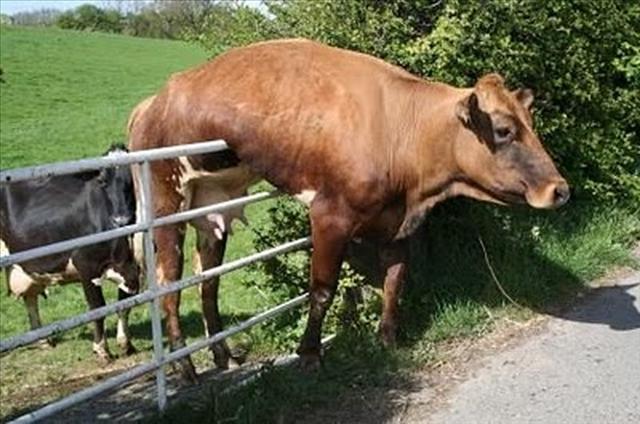 funny stuck cow